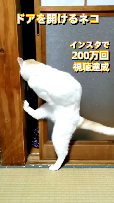 引き戸を開ける猫ちゃん