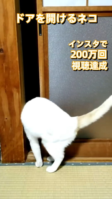 引き戸を開ける猫ちゃん