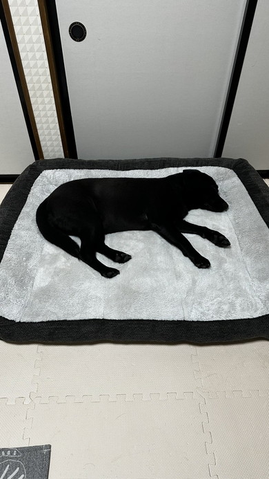 寝ている黒ラブのワンコ