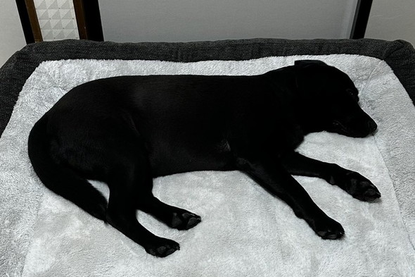 寝ている黒ラブのワンコ