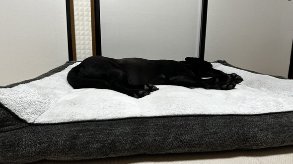 寝ている黒ラブのワンコ