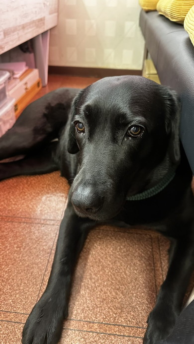 くつろぐ黒ラブのワンコ