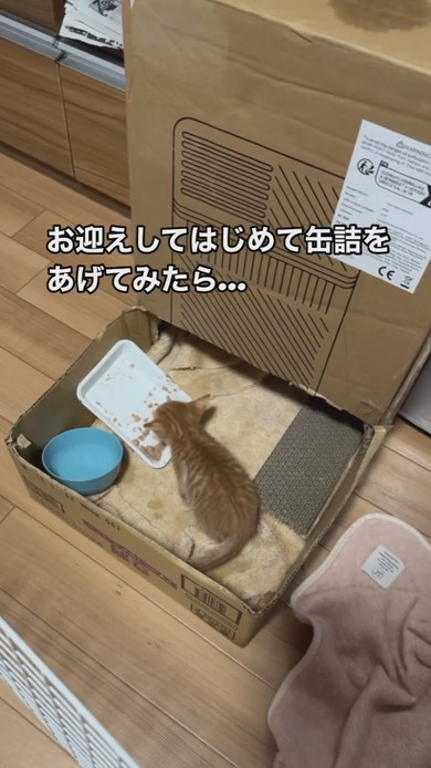 ごはんを食べる子猫