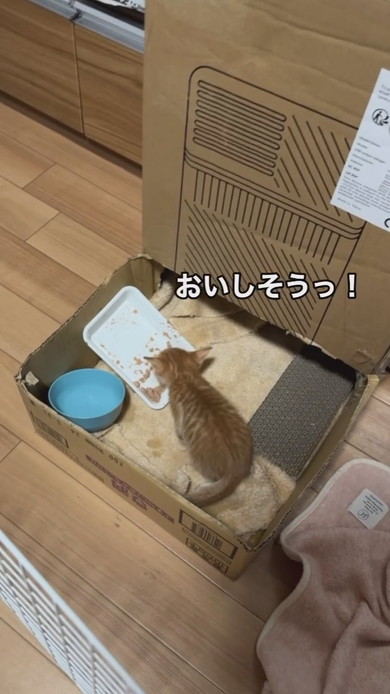 ごはんを食べる子猫