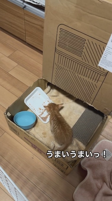 ごはんを食べる子猫