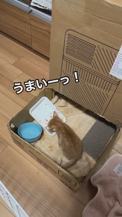 ごはんを食べる子猫