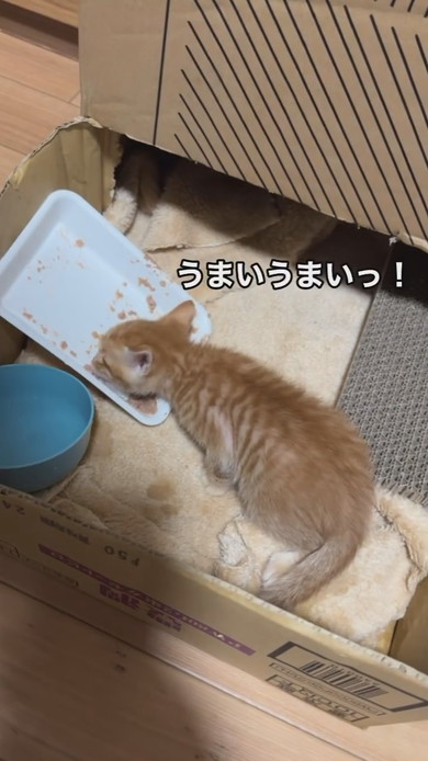 ごはんを食べる子猫