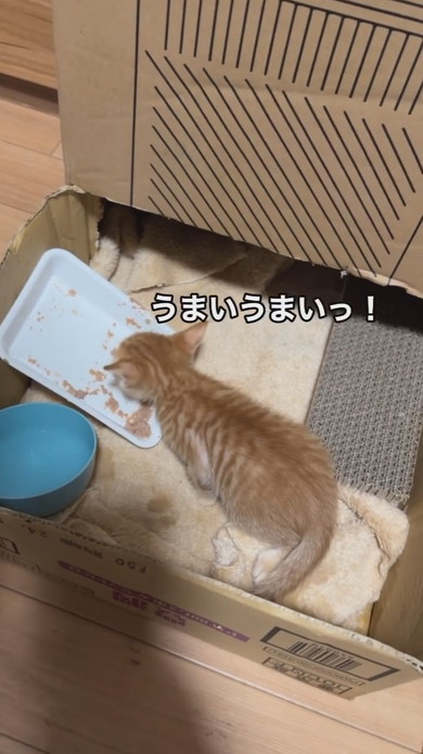 ごはんを食べる子猫