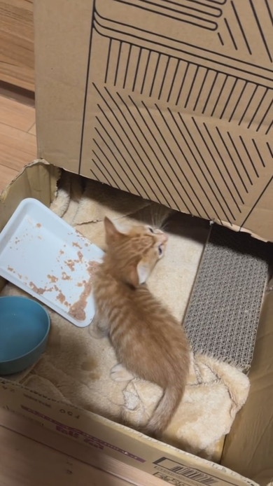 ごはんを食べる子猫
