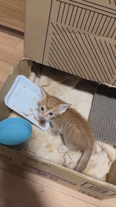 ごはんを食べる子猫