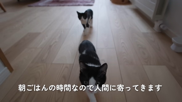 向かってくる2匹の猫ちゃん