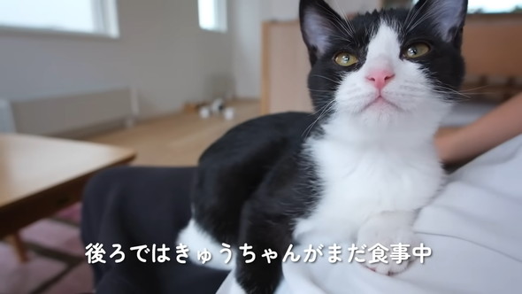 飼い主さんの膝上に乗る猫ちゃん