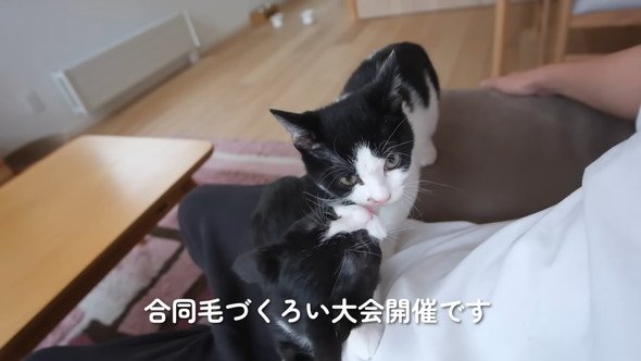毛繕いし合う2匹の猫ちゃん