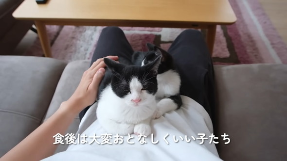 膝上でくつろぐ2匹の猫ちゃん