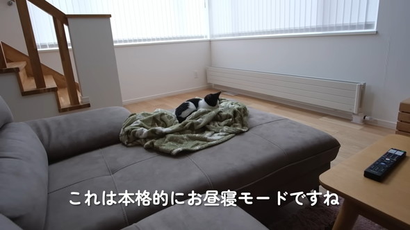 毛布の上で寝る猫ちゃん