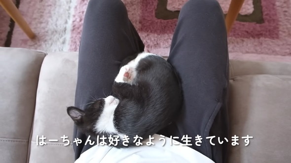 膝上で寝る猫ちゃん