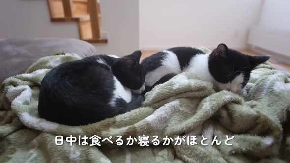 毛布の上でん眠る2匹の猫ちゃん