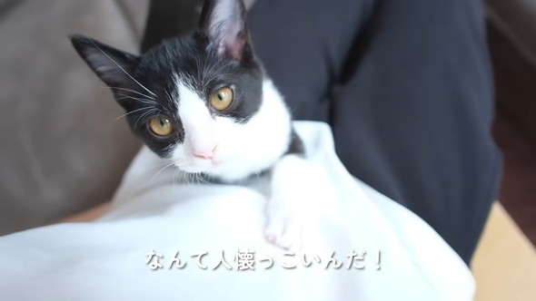 膝上に乗る猫ちゃん