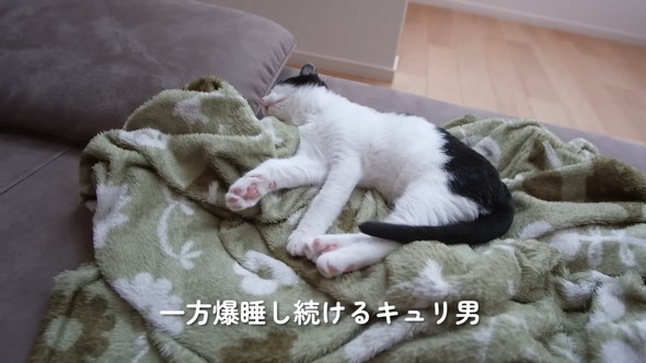 熟睡する猫ちゃん