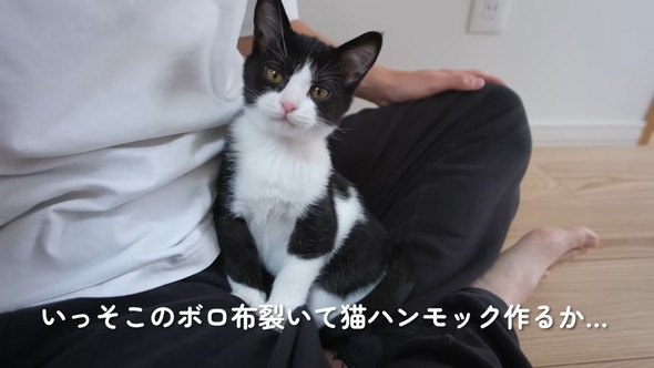 膝上で座る猫ちゃん
