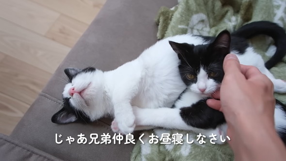 一緒に眠る2匹の猫ちゃん