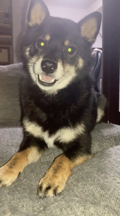 猫のように鳴くワンコ