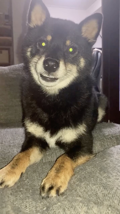 おくち半開きのワンコ