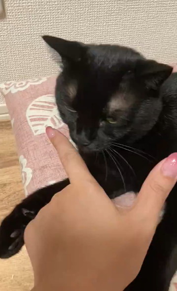 飼い主の指をなめる猫ちゃん