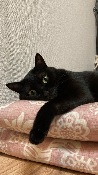横になってる猫ちゃん