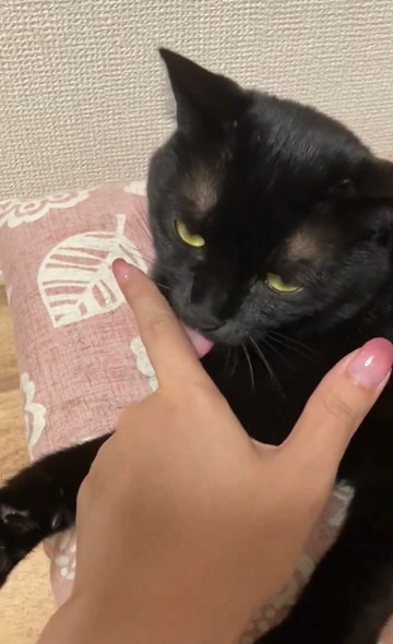 飼い主の指をなめる猫ちゃん