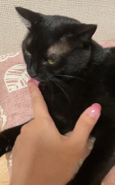 飼い主の指をなめる猫ちゃん