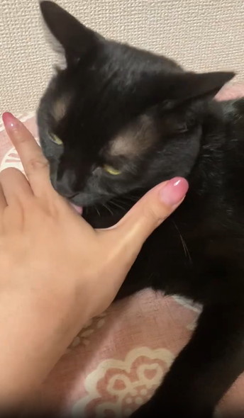 飼い主の指をなめる猫ちゃん
