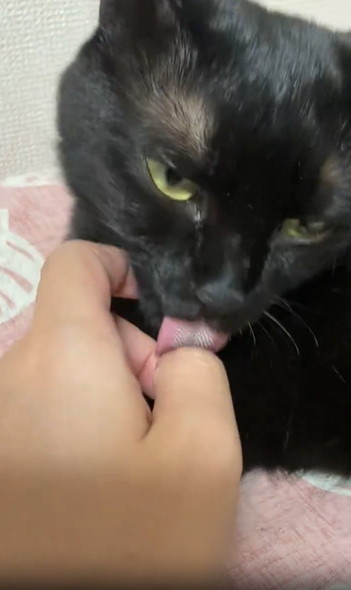 飼い主の指をなめる猫ちゃん