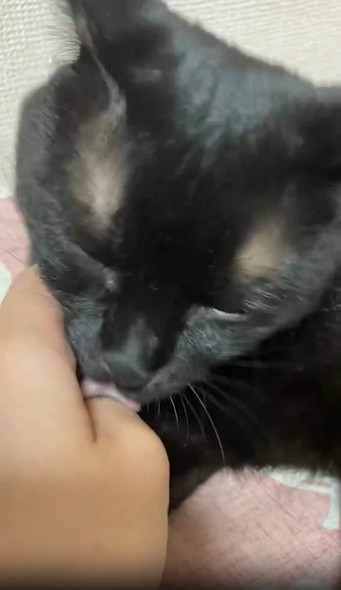 飼い主の指をなめる猫ちゃん