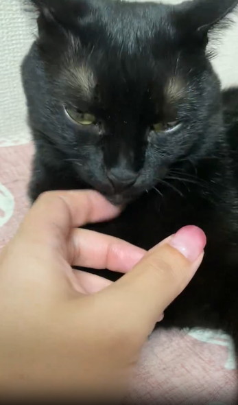飼い主の指をなめる猫ちゃん