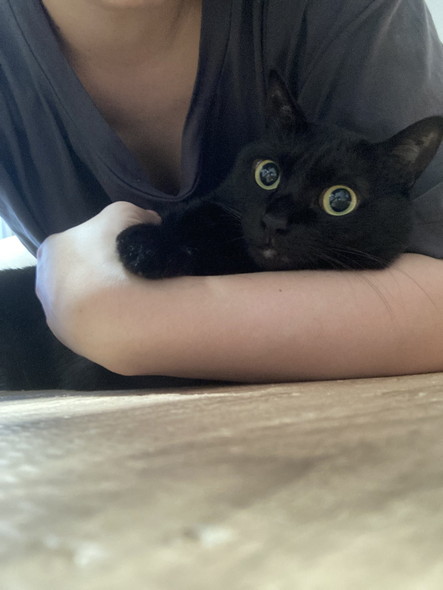 飼い主に抱きしめられる猫ちゃん