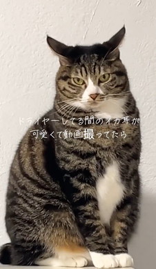 イカ耳の猫ちゃん