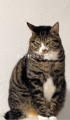 イカ耳の猫ちゃん