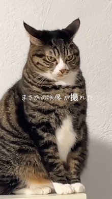 イカ耳の猫ちゃん