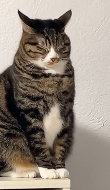 イカ耳の猫ちゃん