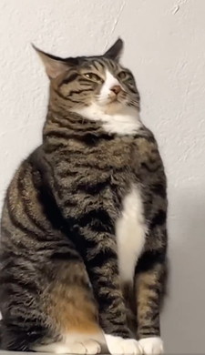 イカ耳の猫ちゃん