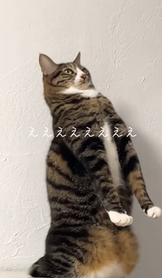 イカ耳の猫ちゃん