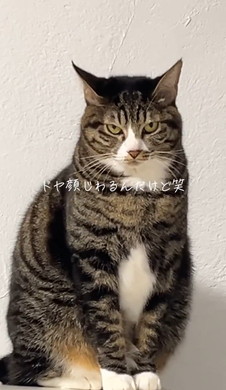 イカ耳の猫ちゃん