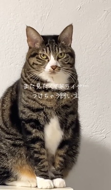 イカ耳の猫ちゃん