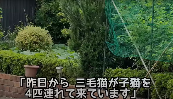 母子猫たちを保護