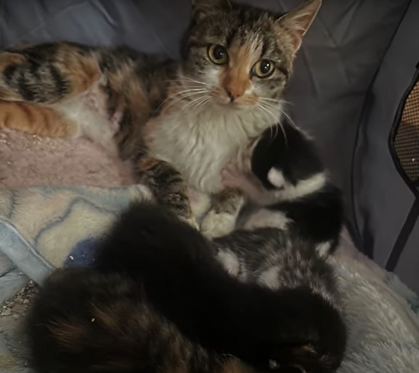 母子猫たちを保護