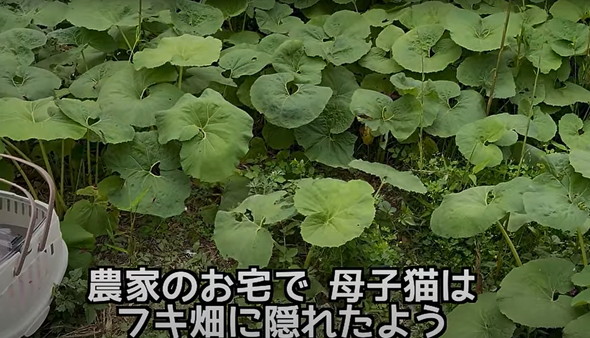 母子猫たちを保護