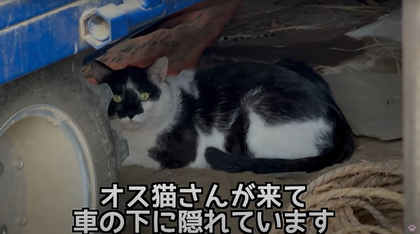 母子猫たちを保護