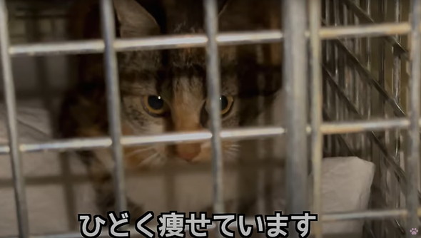 母子猫たちを保護