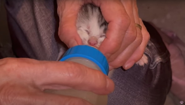 母子猫たちを保護